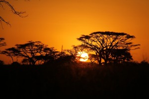 Solnedgång på savannen